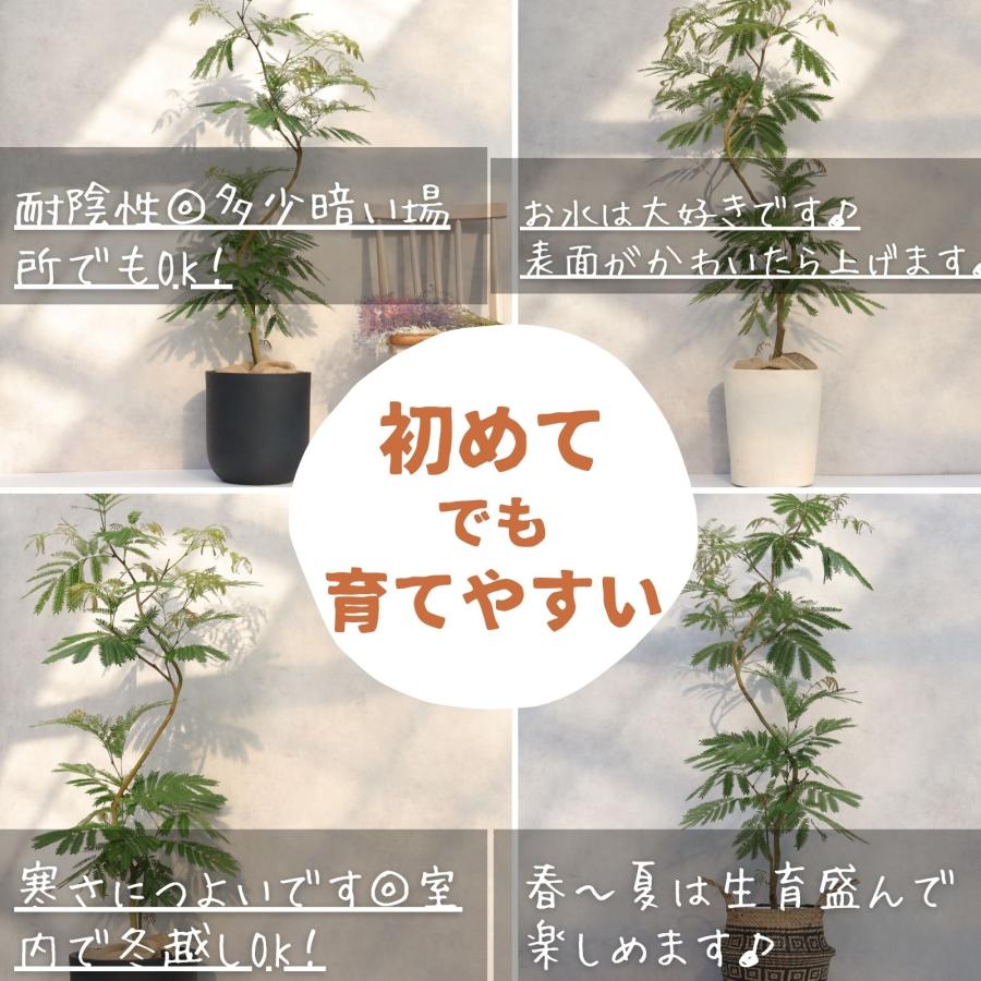 エバーフレッシュ 曲がり 仕立て 8号 お祝い ギフト 開店祝い 新築