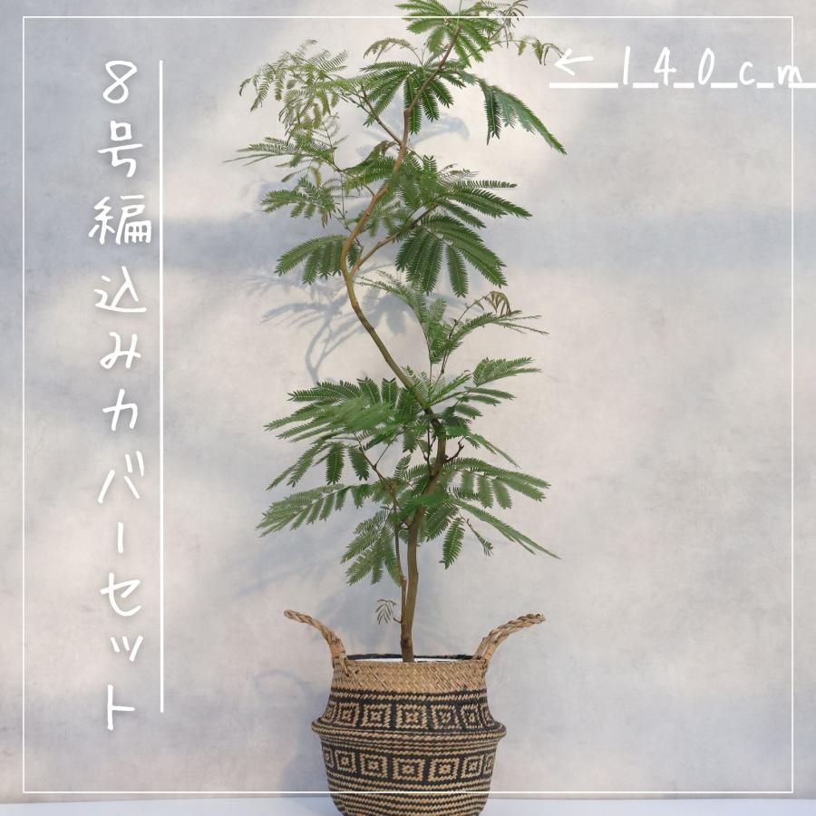 エバーフレッシュ 曲がり 仕立て 8号 お祝い ギフト 開店祝い 新築