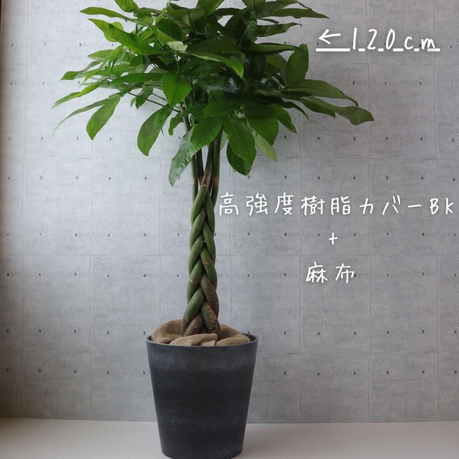 パキラ 8号 お祝い ギフト 開店祝い ラッピング 無料 観葉植物