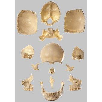 ソムソ社 頭蓋骨分解模型（14分解、無地） qs8_2 鍼灸 模型 : Shop