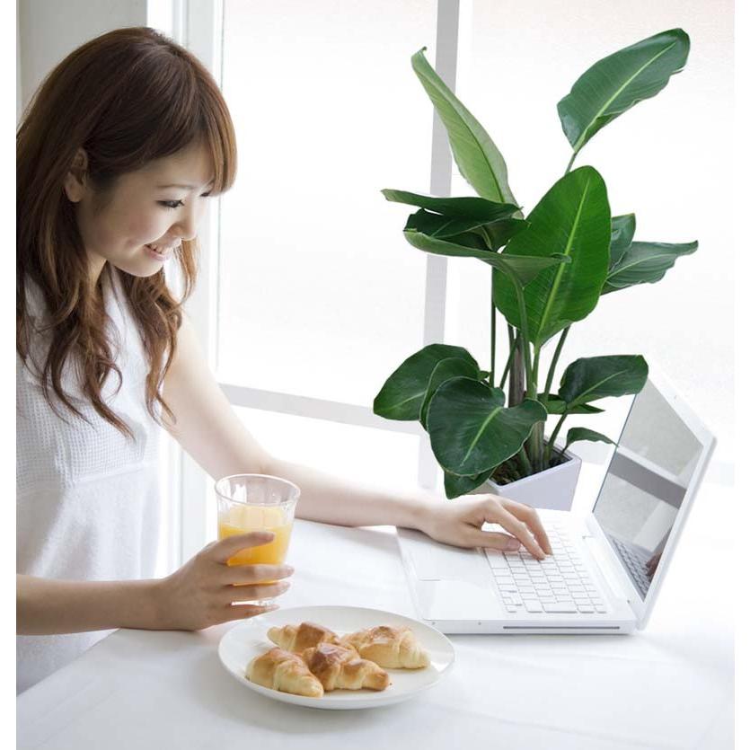 ストレリチア・オーガスタ 8号 「3株植え」 ホワイトスクエア陶器鉢