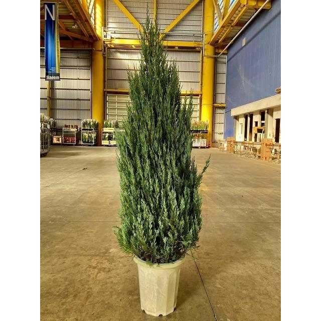 ムーングロー 10号 コニファー 観葉植物 インテリア 鉢植え