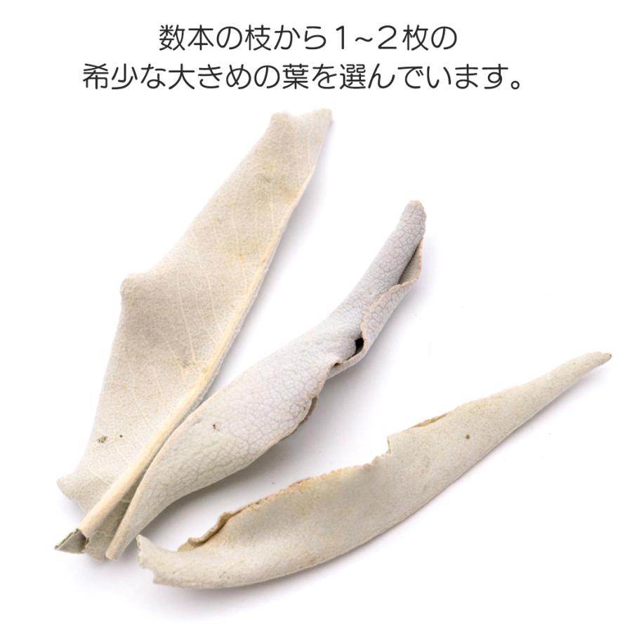 GOLD STONE ホワイトセージ 枝無し 選別済み 無農薬 オーガニック