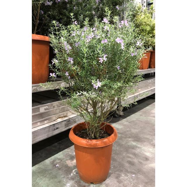 ウエストリンギア オーストラリアンローズマリー 8号 : ガーデンエルフ