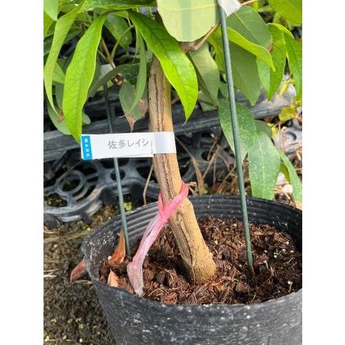 佐多ライチ】 アウトレット1年生苗 ※※ [果樹苗木 ライチ レイシ