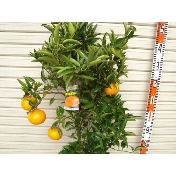 せとか】 柑橘大苗 4年生接木苗 柑橘 ※納期指定:発送予定2026年3