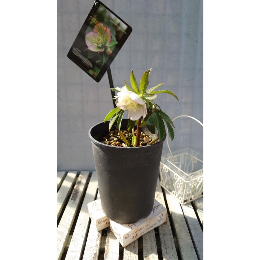 花苗 クリスマスローズ ウィンターシンフォニー スィングシリーズ（小