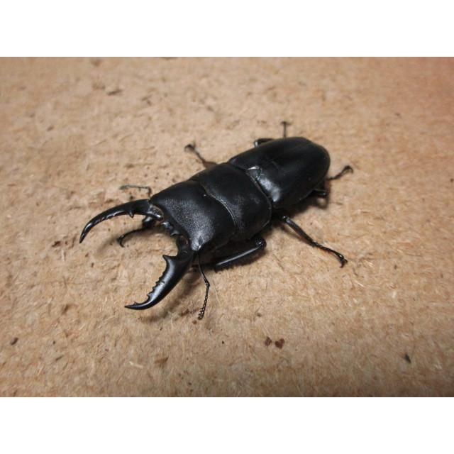 本土ヒラタクワガタ ♂55mm ♀34mmペア（ブリード）(3