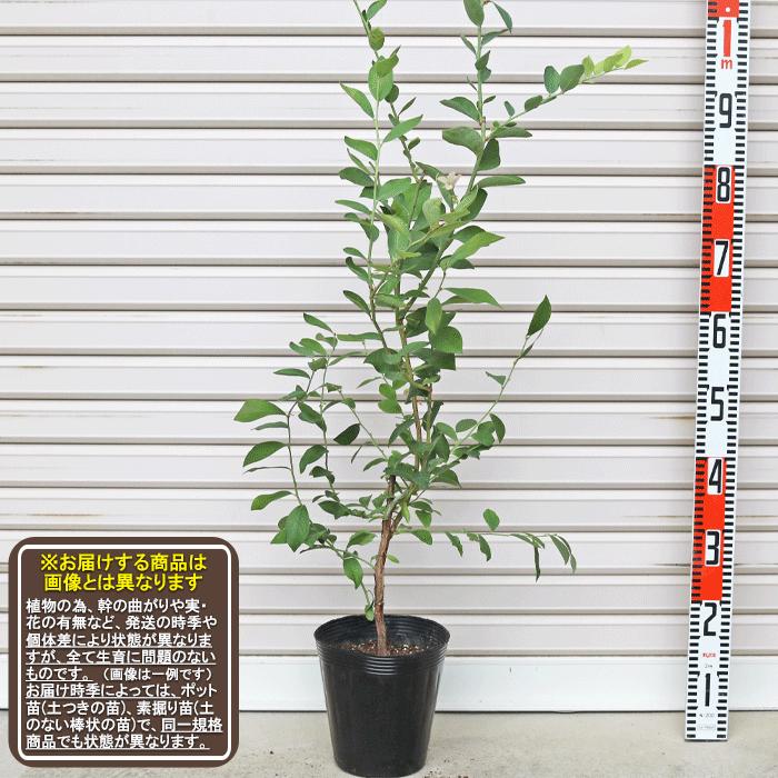 サウスランド】 3年生苗 6号ポット ラビットアイ系・ブルーベリー