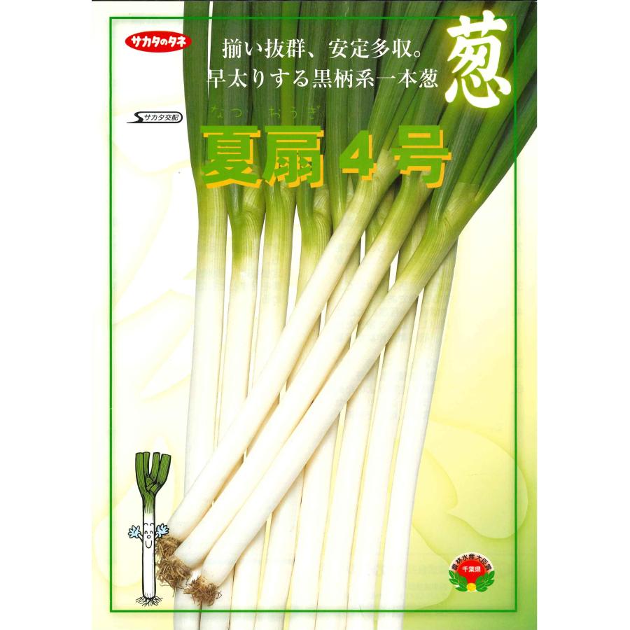 サカタのタネ（サカタノタネ） ねぎ 夏扇4号 ペレット種子 6000粒 （株