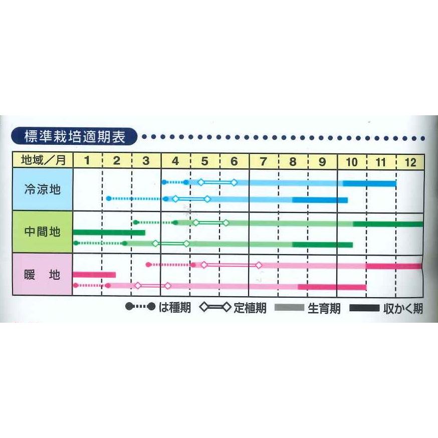 今期物 ネギ種 関羽一本太 ペレット5000粒 ×2袋セット② 今期物 ネギ種