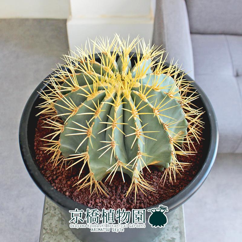 現品】サボテン 王冠竜 8号 黒鉢（1） : 花のアリマツ Yahoo!店 - 通販