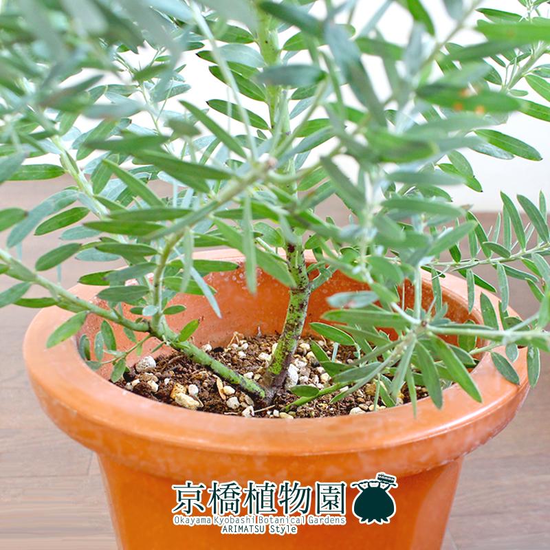アカシア・ブルーブッシュ 7号 茶鉢 : 花のアリマツ Yahoo!店 - 通販