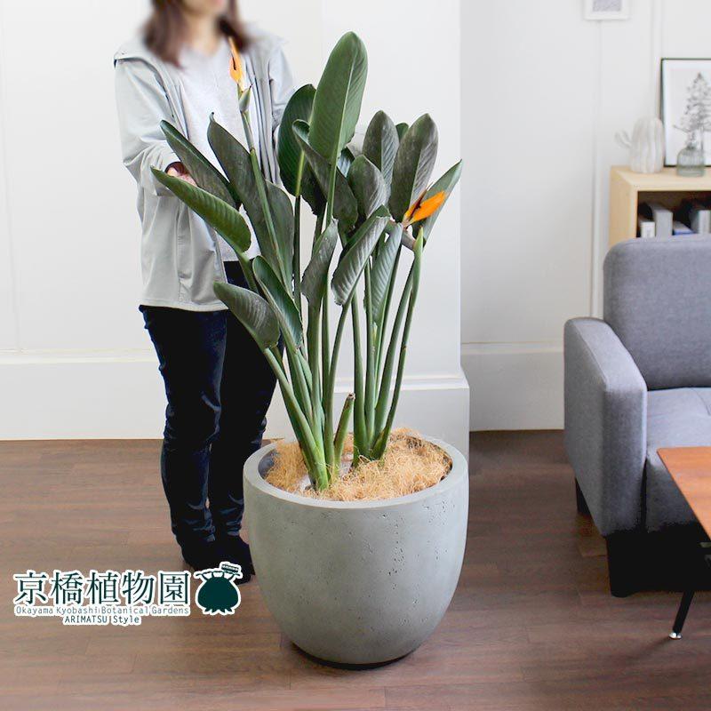 ストレチア/ストレリチア・レギネ 10号【モードライト ラウンド鉢