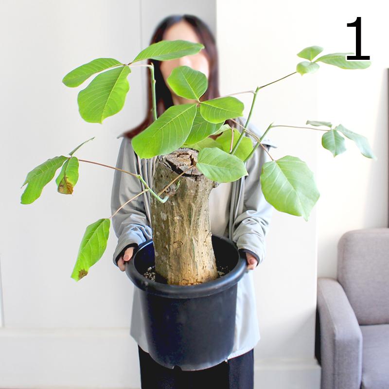 現品】ボンバックス 8号 黒鉢（1） : 花のアリマツ Yahoo!店 - 通販