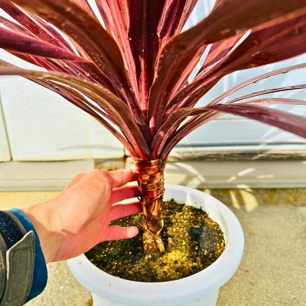 コルジリネ コルディリネ レッドスター 8号 樹高1.0m前後(鉢底から) 苗