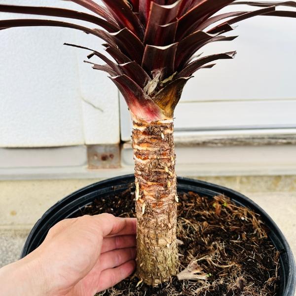コルジリネ コルディリネ レッドスター9号 樹高1.2m以上(鉢底から