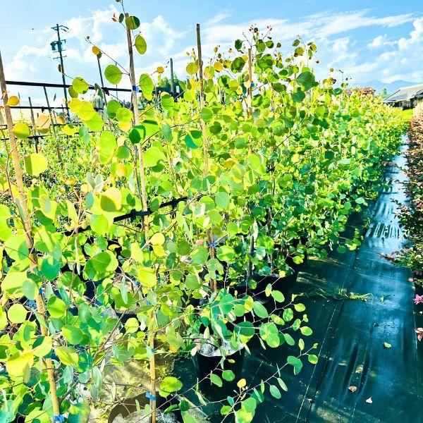 ユーカリ ポポラス 8号 樹高2.0m前後(鉢底から) 単木 丸葉ユーカリ