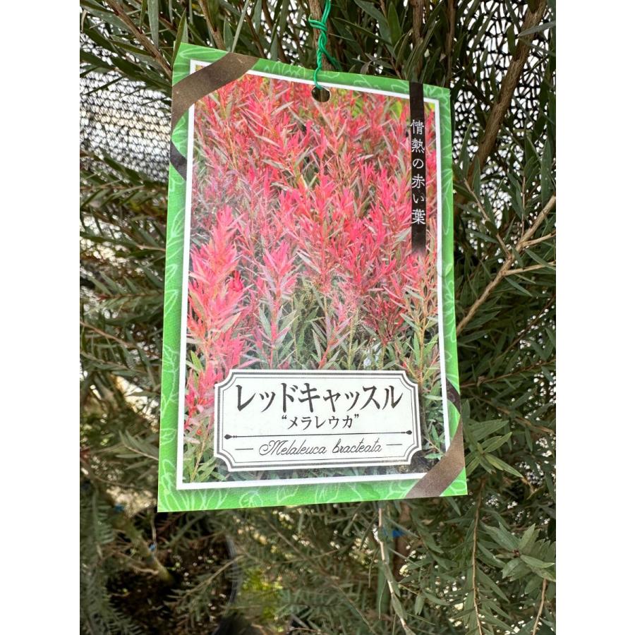 メラレウカ レッドジェム 樹高1.5m以上(鉢底から）9号ポット シンボル