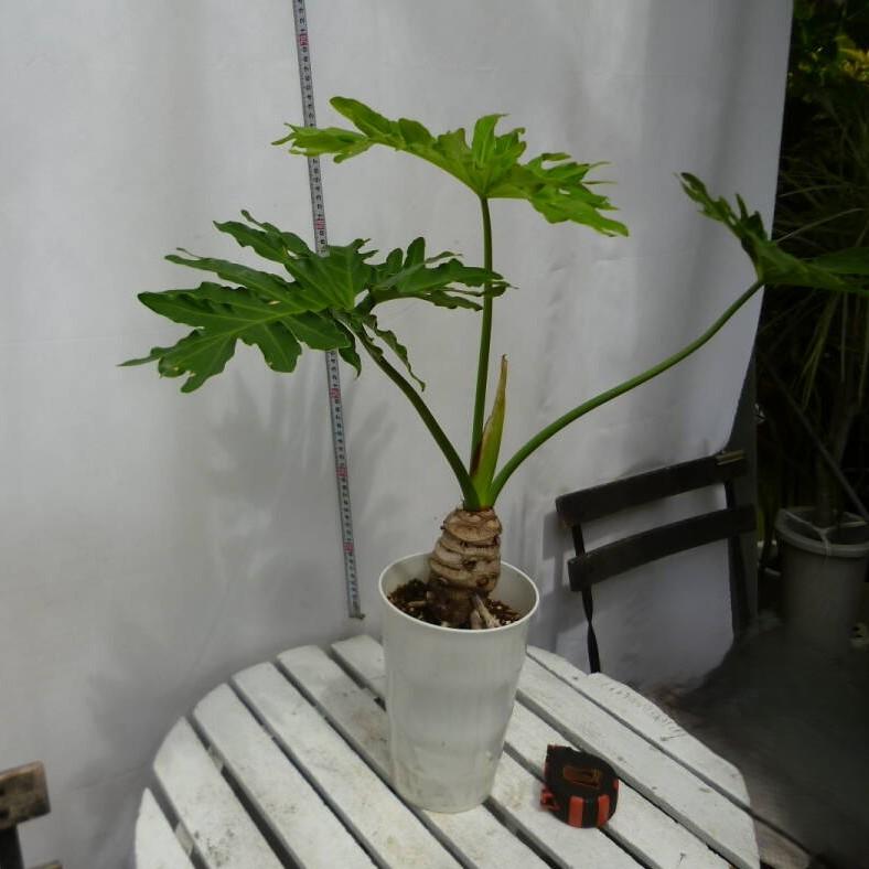 フィロデンドロン セローム 幹上がり 5号鉢 誕生日 風水 観葉植物