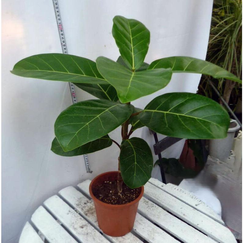 フィカス アフリカン プリンス 5号鉢 お買い得 超人気誕生日 風水 観葉