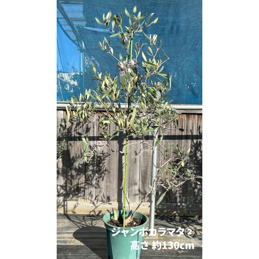 小倉園 オリーブ・ジャンボカラマタ 8号鉢 オリーブの木 鉢植え 庭木