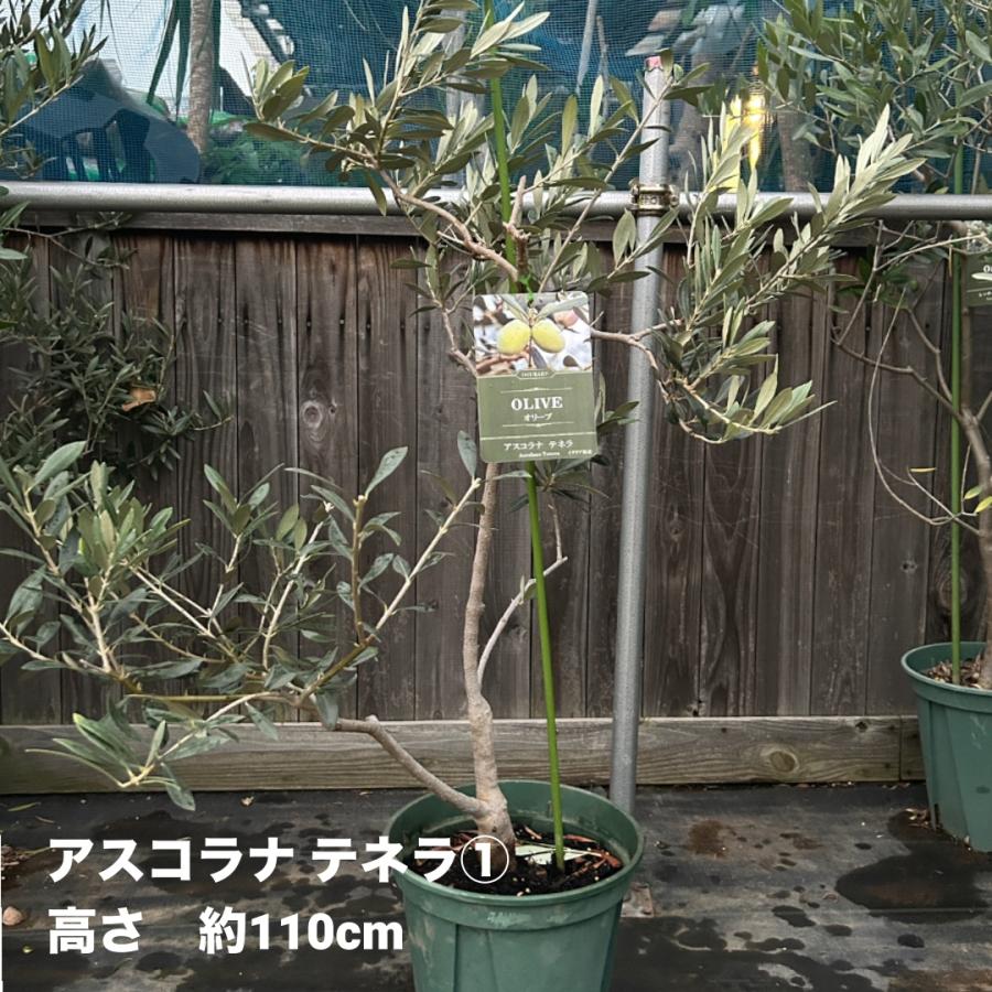 小倉園 オリーブ・アスコラナ テネラ 8号鉢 オリーブの木 鉢植え 庭木