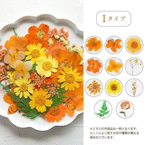 押し花 押し花MIX 約33枚 アソートセット ドライフラワー レジン封入