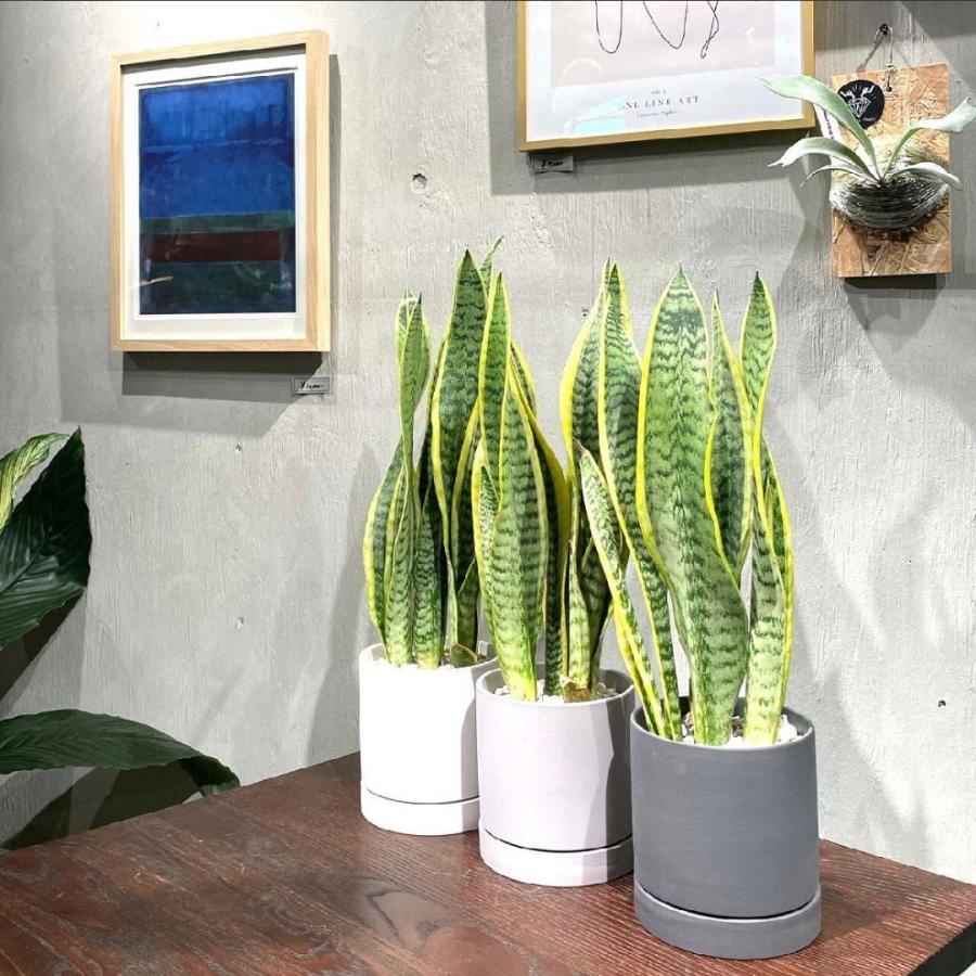サンスベリア ローレンティ 選べる鉢付 観葉植物 : GREENsHOUSE - 通販