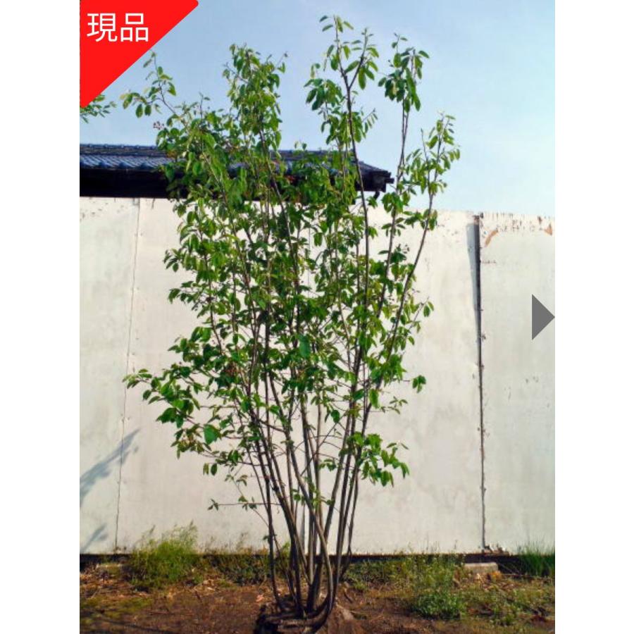 現品発送 ジューンベリー 株立ち 樹高2.0m-2.2m(根鉢含まず）苗木 苗
