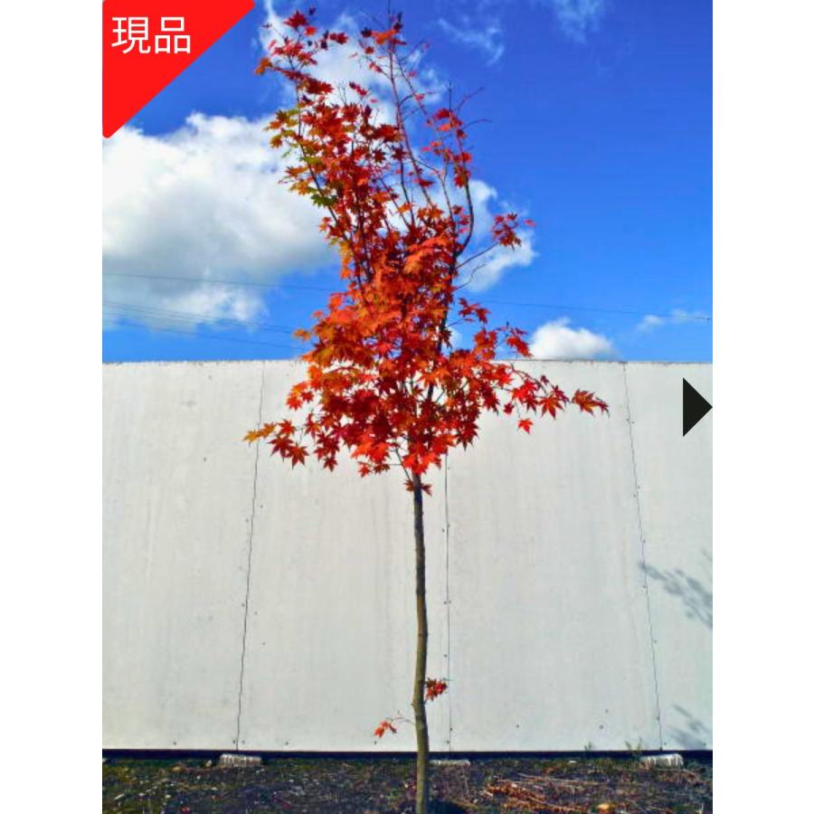 現品発送 コハウチワカエデ 単木 樹高2.3-2.4m(根鉢含まず) 紅葉