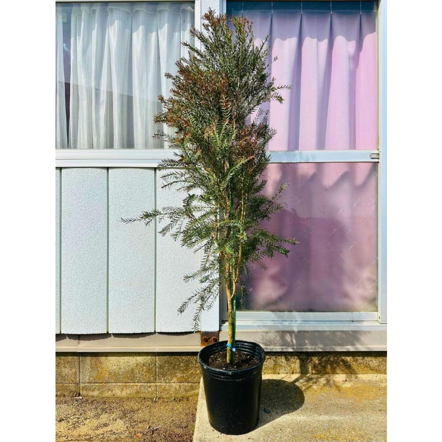 メラレウカ レッドジェム 樹高1.5m以上(鉢底から）9号ポット シンボル