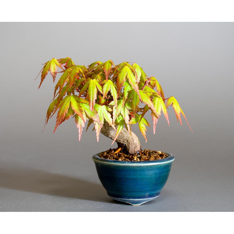 ミニ盆栽 もみじ イロハモミジ盆栽（いろは紅葉 ミニ盆栽）小さな盆栽