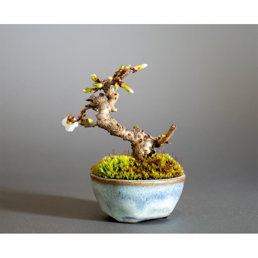 豆盆栽 フジザクラ盆栽 富士桜（ふじざくら・ミニ盆栽 富士桜）小盆栽