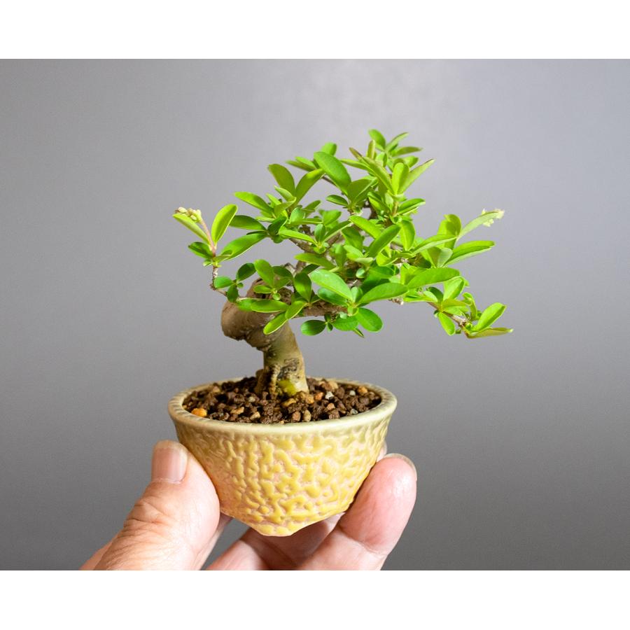 ミニ盆栽 イボタノキ盆栽 水蝋の木（いぼたのき・ミニ盆栽 水蝋の木