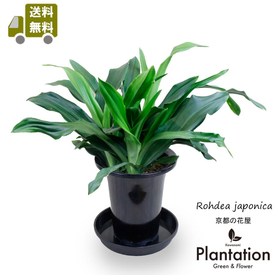 送料無料！】万年青（オモト）5号鉢 : カワナミプランテーション