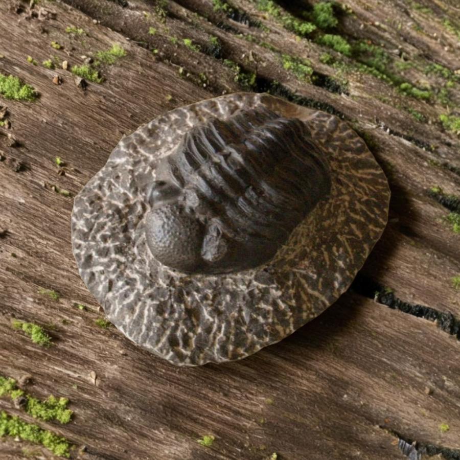 稀少珍品 デボン紀 三葉虫化石 奇形 母岩付14cm1.1kg Trilobite