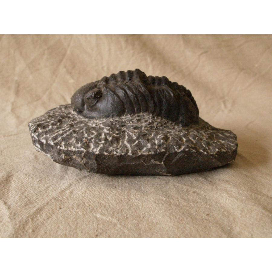 稀少珍品 デボン紀 三葉虫化石 奇形 母岩付14cm1.1kg Trilobite