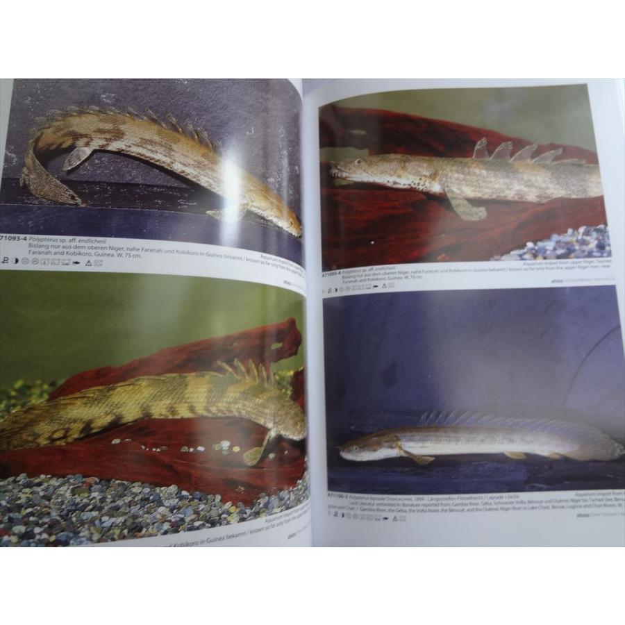 洋書 Aqualog Polypterus Flosselhechte Bichirs ポリプテルス 古代魚