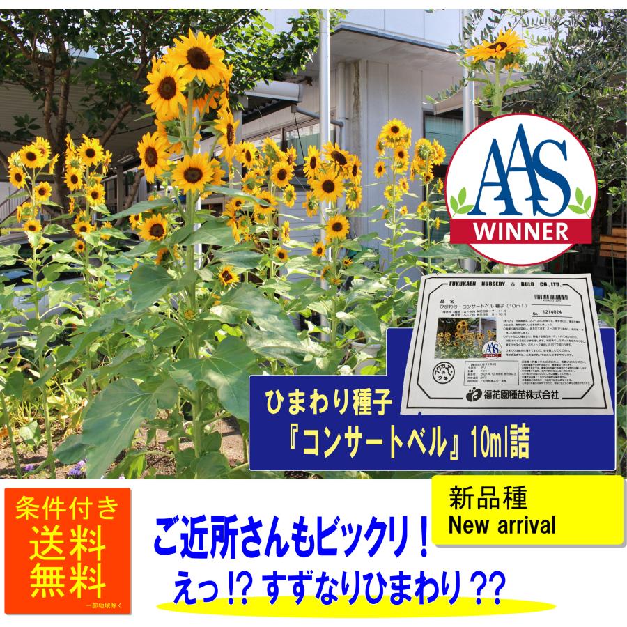 ひまわり種子 『コンサートベル』 1ml詰 福花園種苗 : ロイヤル福花園