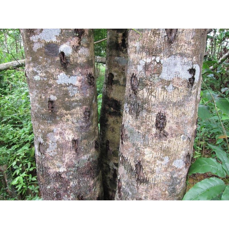 ベトナム産高級栽培沈香【中高ランク】5g量り売り サンプル 沈香 沈水