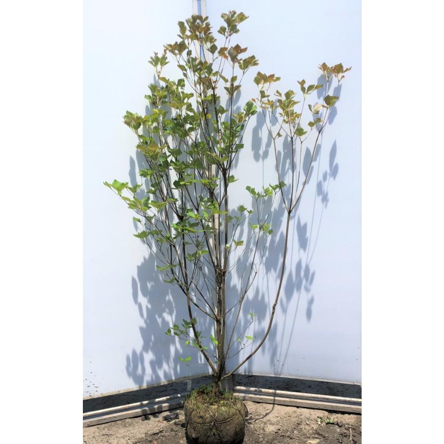 ミツバツツジ 株立ち 約1.7m 現品発送 美樹形株 三つ葉ツツジ 三ツ葉