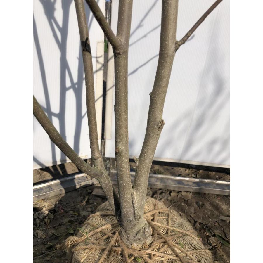 白モクレン 株立ち 約1.9m 現品発送 特大植木苗木 白木蓮