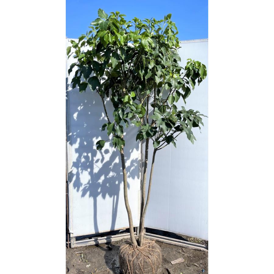 カクレミノ 株立ち 約2m 現品発送 美樹形株 特大植木苗木 隠れ蓑