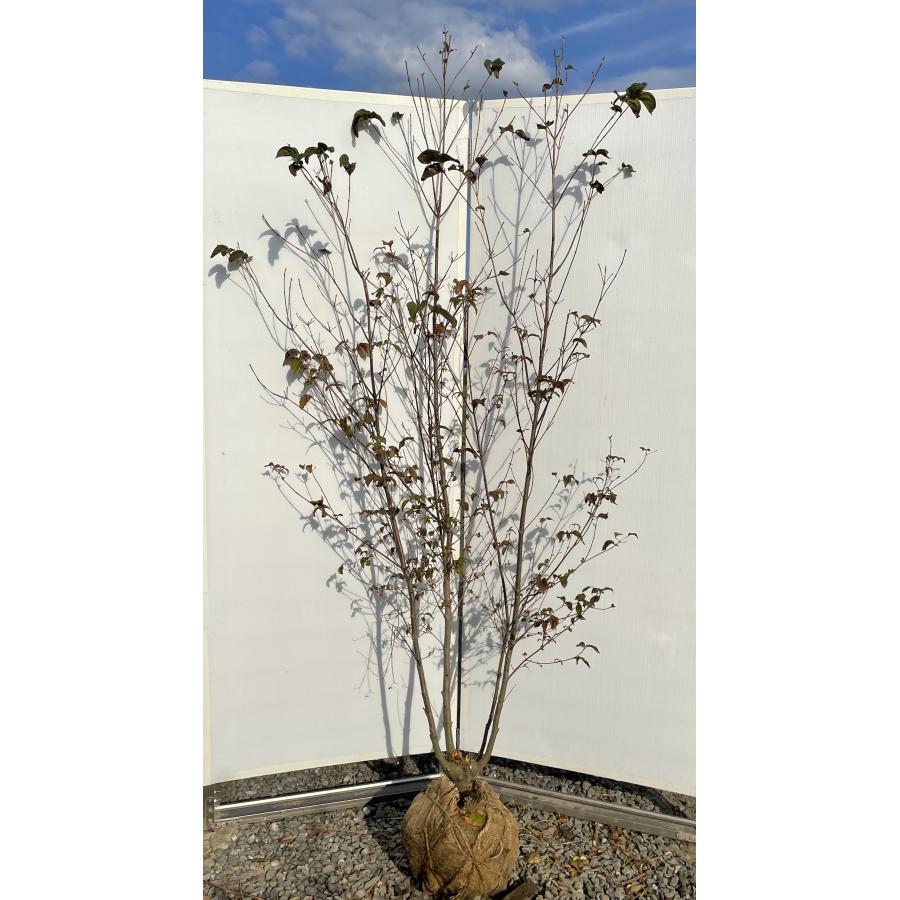 超特大。山採りヤマボウシ大株立ち4.5M(鉢底から※エリア限定自社配送