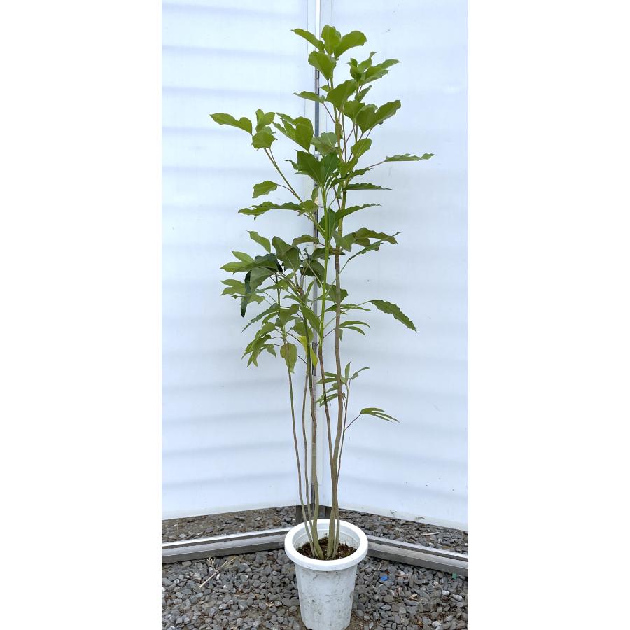 カクレミノ 5本株立ち 約1.4m 現品発送 特大株 植木苗木大苗 隠れ蓑