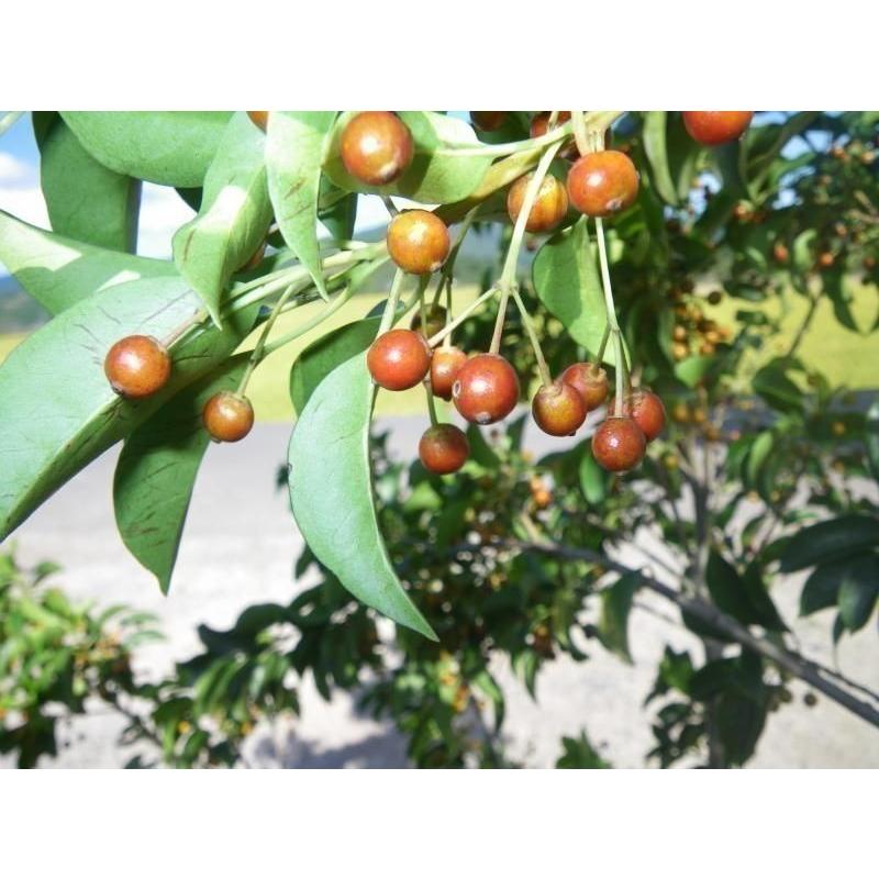 ソヨゴの木 7本株立ち 約2.5m 現品発送 一点物 豪華株 特大株 植木