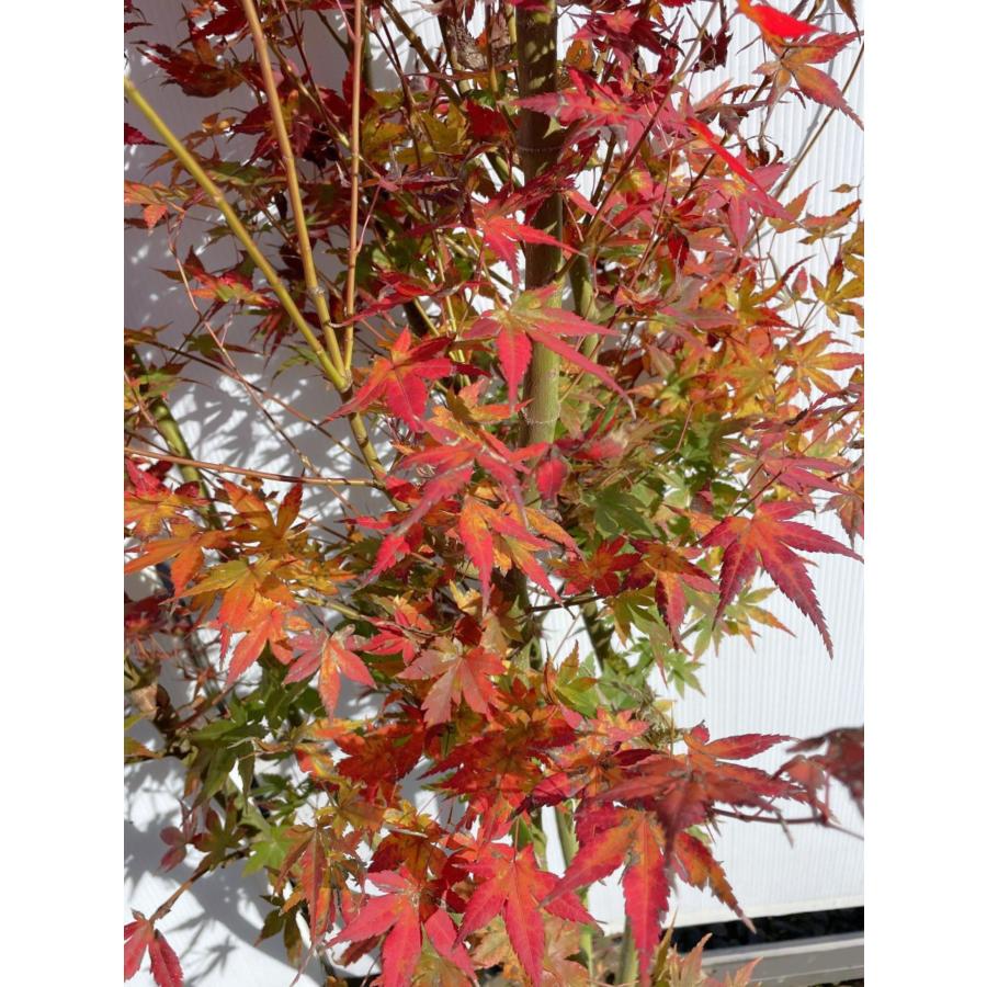 山モミジ 5本株立ち 約2.1m 現品発送 美樹形株 特大苗木 植木 大苗