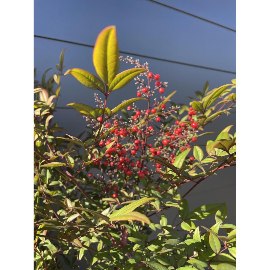 南天の木 赤ナンテン 6本株立ち 約1.2m 現品発送 豪華株 特大株 植木