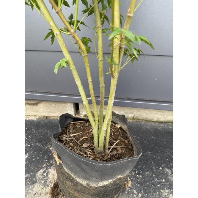 イロハモミジ 5本株立ち 約1.7m 現品発送 特大株 植木苗木大苗